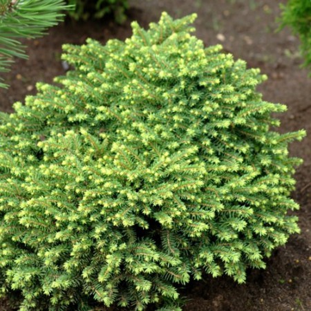 Picea abies "Little Gem" - smrek obyčajný